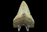 Fossil Megalodon Tooth - North Carolina #131602-2